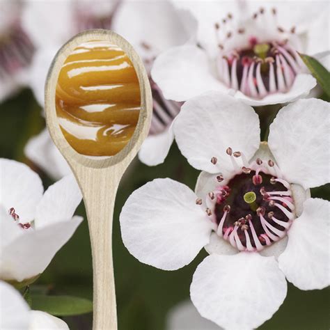 manuka honey canada.